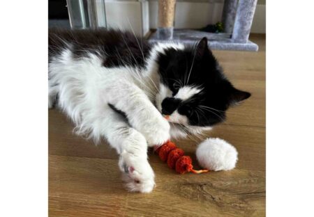 Ancol Pom Pom Caterpillar Cat Toy
